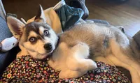 Nebula (Nebbie) , a female Alaskan Klee Kai for sale in Oakland, NE – 5 of 10