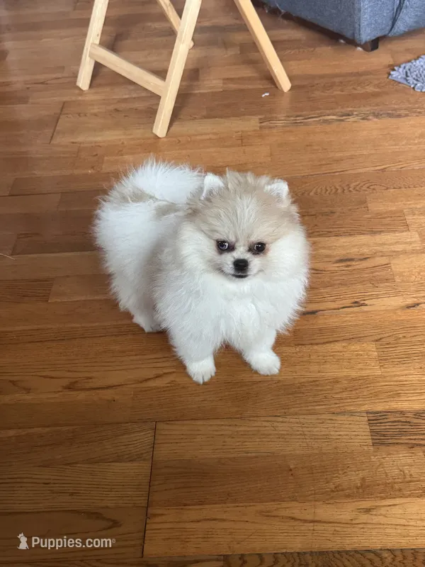 Gala AKC – Pomeranian puppy for sale in Oakland, NE