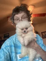 Pima, a male Pomeranian for sale in Oakland, NE – 3 of 7