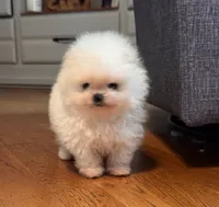 Frosty/AKC/mini, a male Pomeranian for sale in Oakland, NE – 9 of 10