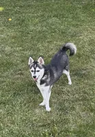 Blue, a female Alaskan Klee Kai for sale in Oakland, NE – 4 of 5