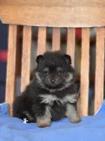 Peanut, a male Pomeranian for sale in Oakland, NE – Photo 4 of 7