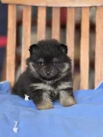 Peanut, a male Pomeranian for sale in Oakland, NE – Photo 3 of 7