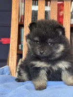 Peanut, a male Pomeranian for sale in Oakland, NE – Photo 6 of 7