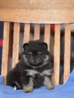 Peanut, a male Pomeranian for sale in Oakland, NE – Photo 5 of 7