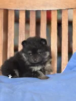 Peanut, a male Pomeranian for sale in Oakland, NE – Photo 2 of 7