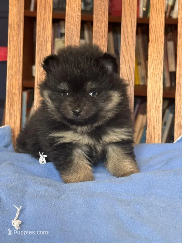 Peanut – Pomeranian puppy for sale in Oakland, NE