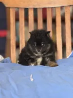 Peanut, a male Pomeranian for sale in Oakland, NE – Photo 7 of 7