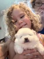 Kassy/AKC, a female Pomeranian for sale in Oakland, NE – 9 of 9