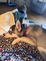 Nebula (Nebbie) , a female Alaskan Klee Kai for sale in Oakland, NE – 2 of 10