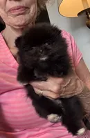 Brea/AKC/pending, a female Pomeranian for sale in Oakland, NE – 1 of 10