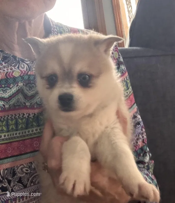 Reba – Alaskan Klee Kai puppy for sale in Oakland, NE