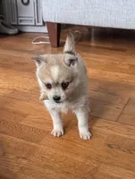Reba, a female Alaskan Klee Kai for sale in Oakland, NE – Photo 2 of 5