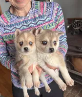 Reba, a female Alaskan Klee Kai for sale in Oakland, NE – Photo 5 of 5