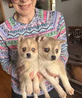 Reba, a female Alaskan Klee Kai for sale in Oakland, NE – Photo 4 of 5
