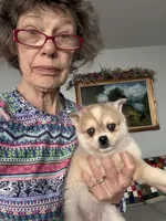 Reba, a female Alaskan Klee Kai for sale in Oakland, NE – Photo 3 of 5