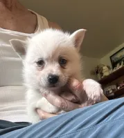 Krissy, a female Alaskan Klee Kai for sale in Oakland, NE – 6 of 10