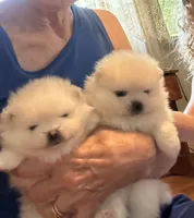 Kassy/AKC, a female Pomeranian for sale in Oakland, NE – 4 of 9