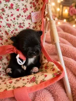 Brea/AKC, a female Pomeranian for sale in Oakland, NE – 2 of 2