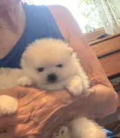 Kristy/AKC, a female Pomeranian for sale in Oakland, NE – 9 of 10