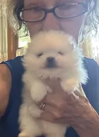 Kristy/AKC, a female Pomeranian for sale in Oakland, NE – 4 of 10