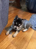 Micah, a male Alaskan Klee Kai for sale in Oakland, NE – 9 of 10