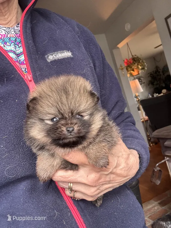 Bree/AKC – Pomeranian puppy for sale in Oakland, NE