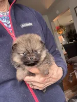 Bree/AKC, a female Pomeranian for sale in Oakland, NE – Photo 1 of 3