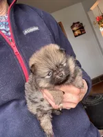 Bree/AKC, a female Pomeranian for sale in Oakland, NE – Photo 2 of 3