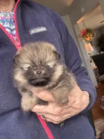 Bree/AKC, a female Pomeranian for sale in Oakland, NE – Photo 3 of 3