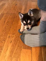Micah, a male Alaskan Klee Kai for sale in Oakland, NE – 10 of 10