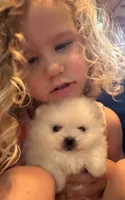 Kristy/AKC, a female Pomeranian for sale in Oakland, NE – 6 of 10