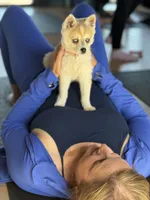 Rita, a female Alaskan Klee Kai for sale in Oakland, NE – 3 of 7