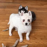 Flurry/pending, a female Alaskan Klee Kai for sale in Oakland, NE – Photo 6 of 10