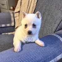 Flurry/pending, a female Alaskan Klee Kai for sale in Oakland, NE – Photo 7 of 10