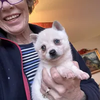 Flurry/pending, a female Alaskan Klee Kai for sale in Oakland, NE – Photo 5 of 10