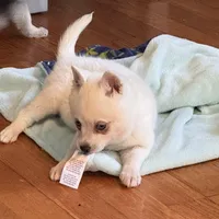 Flurry/pending, a female Alaskan Klee Kai for sale in Oakland, NE – Photo 9 of 10