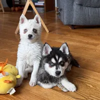 Flurry/pending, a female Alaskan Klee Kai for sale in Oakland, NE – Photo 10 of 10