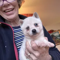Flurry/pending, a female Alaskan Klee Kai for sale in Oakland, NE – Photo 2 of 10