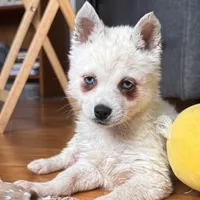 Flurry/pending, a female Alaskan Klee Kai for sale in Oakland, NE – Photo 4 of 10