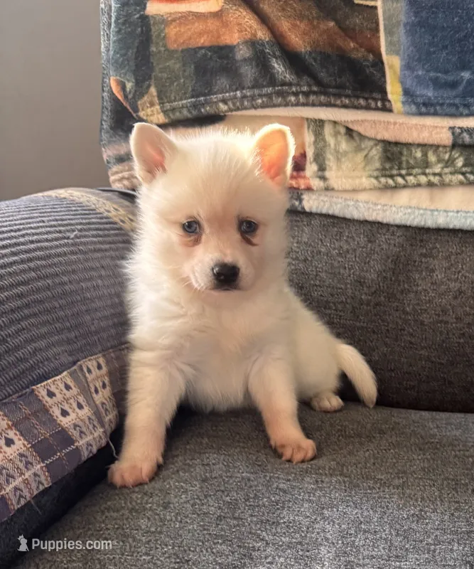 Krissy – Alaskan Klee Kai puppy for sale in Oakland, NE