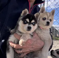Rita, a female Alaskan Klee Kai for sale in Oakland, NE – 5 of 7