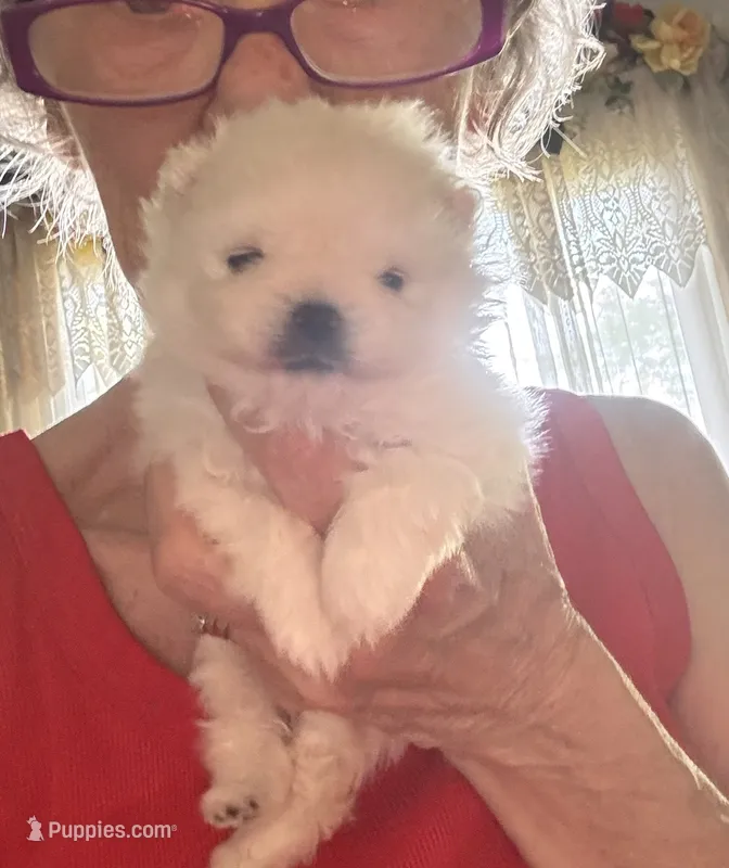 Frosty/AKC – Pomeranian puppy for sale in Oakland, NE