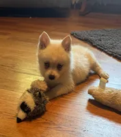 Kassey/emotional support, a female Alaskan Klee Kai for sale in Oakland, NE – 8 of 10