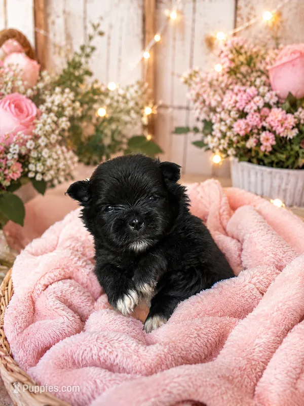 Brea/AKC – Pomeranian puppy for sale in Oakland, NE