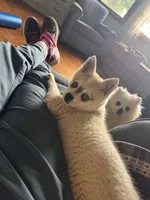 Rita/emotional support, a female Alaskan Klee Kai for sale in Oakland, NE – 1 of 10