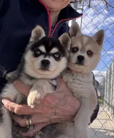 Rita, a female Alaskan Klee Kai for sale in Oakland, NE – 4 of 7