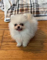Timmy, a male Pomeranian for sale in Oakland, NE – 5 of 7