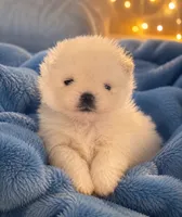Frosty/AKC, a male Pomeranian for sale in Oakland, NE – 2 of 10