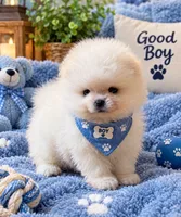 Frosty/AKC/mini, a male Pomeranian for sale in Oakland, NE – 4 of 10